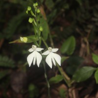 Habenaria plantaginea Lindl.